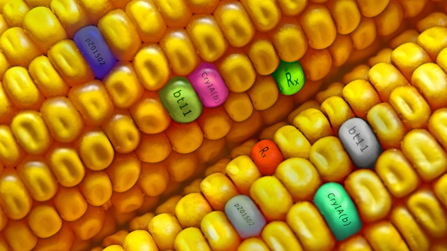 Illustration debating whether GMOs are good for you