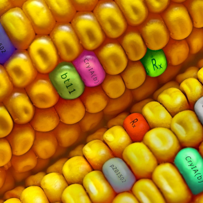 Illustration debating whether GMOs are good for you