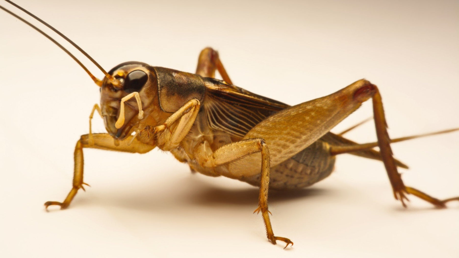 Cricket flour powder as an alternative protein source