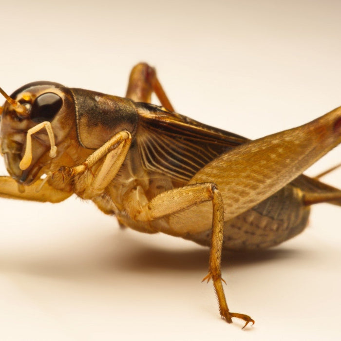 Cricket flour powder as an alternative protein source