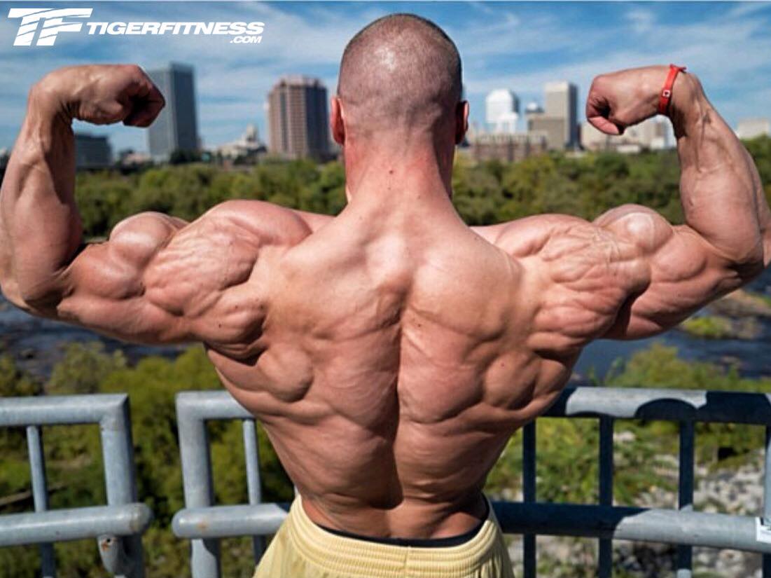 Ideal Body Measurements Calculator: Classic Physique Proportions