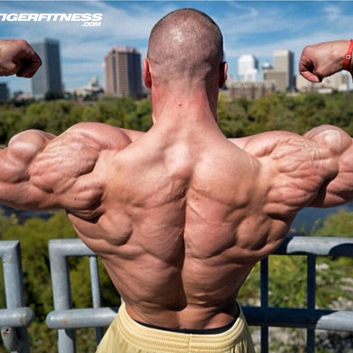 Ideal Body Measurements Calculator: Classic Physique Proportions