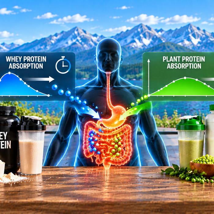 Whey vs Plant Protein Absorption Rates: The Real Data