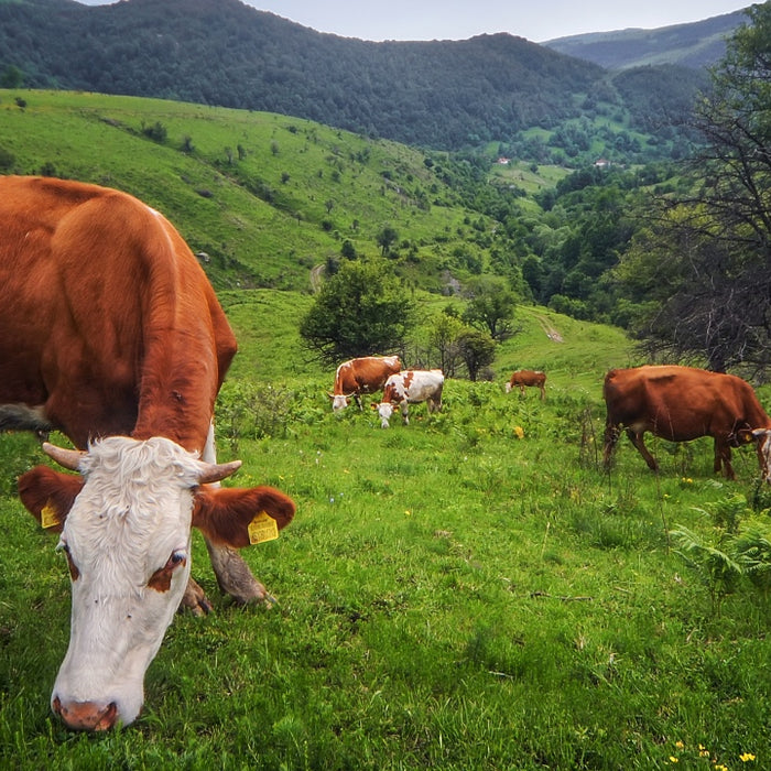 The Real Scoop on Beef Protein Powders