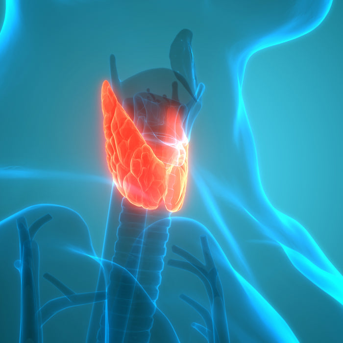 Thyroid Health: How Your Thyroid Gland Affects You (And How to Keep It Healthy)