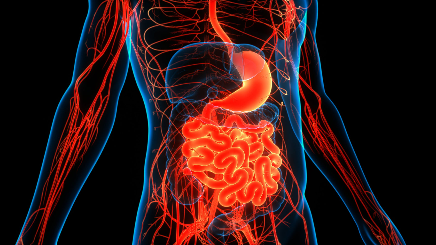 3D illustration of the human gut representing SIBO symptoms