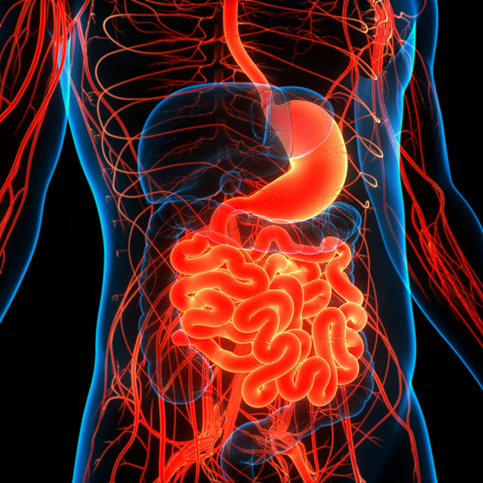 3D illustration of the human gut representing SIBO symptoms
