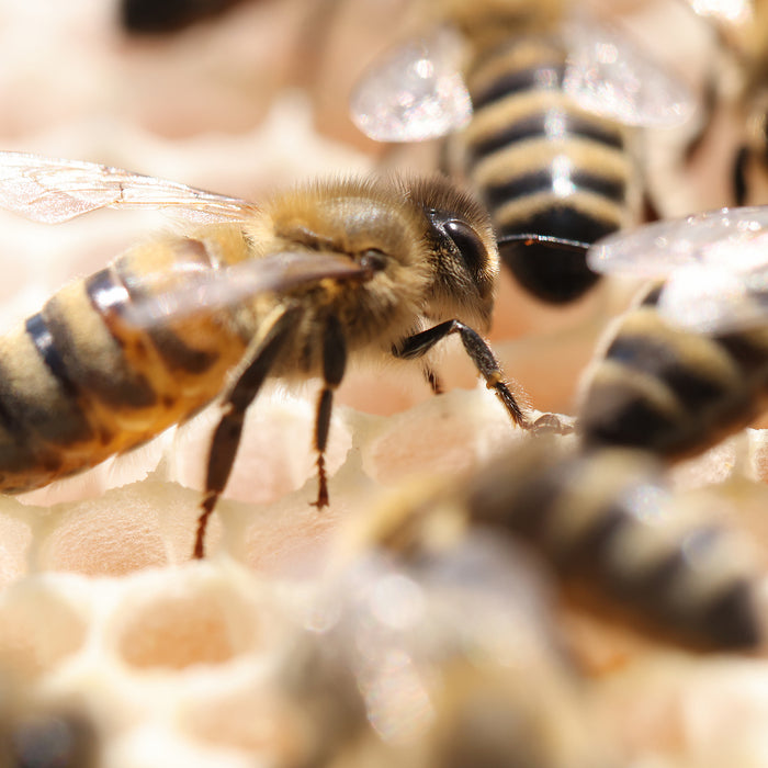 Bee Venom Therapy: How Does Apitherapy Work?