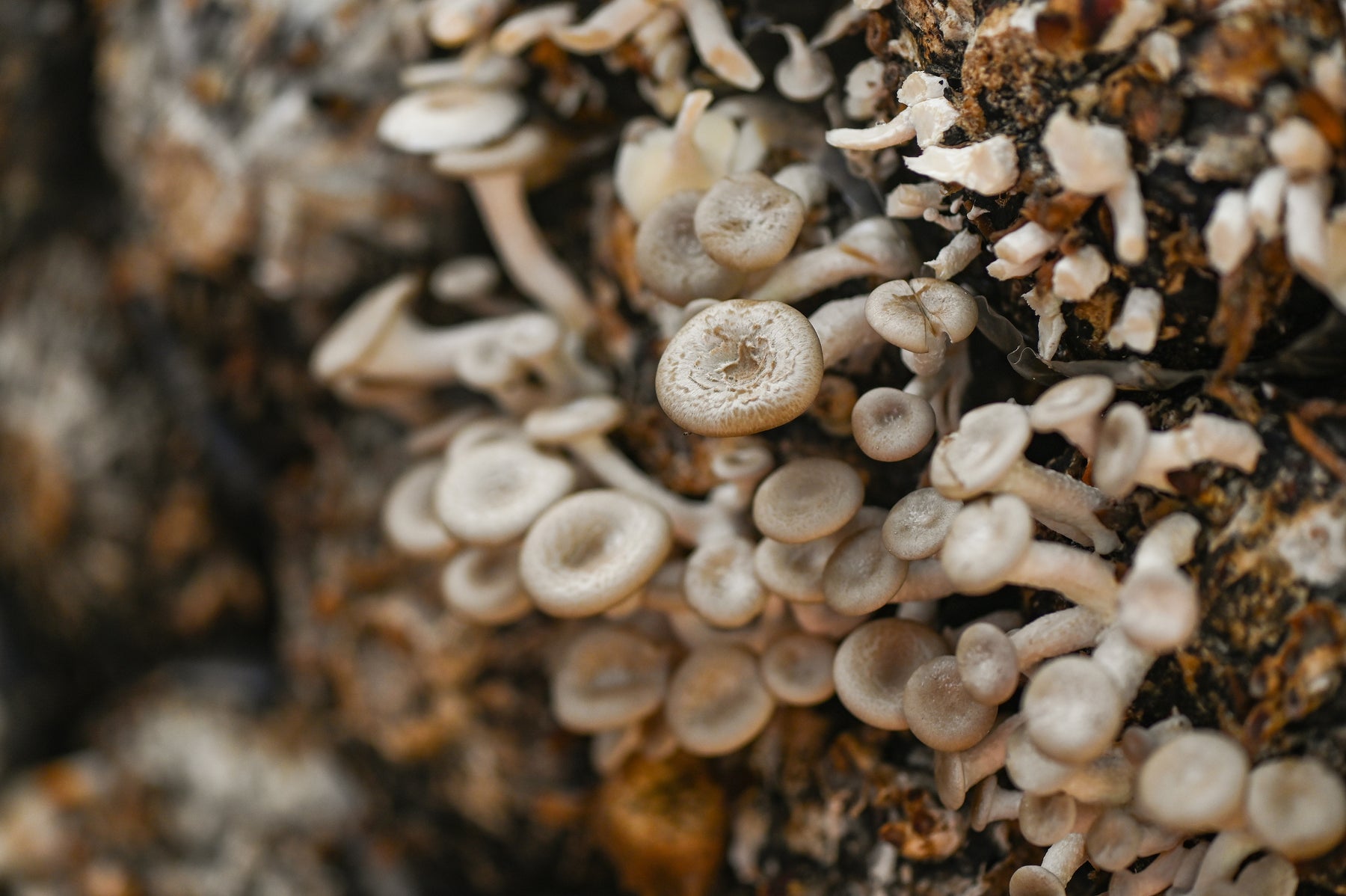 All About Shrooms: 5 Mushrooms That Can Benefit Your Health