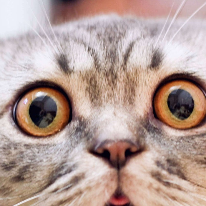Cat Scratch Disease? How Cuddly Kittens Can Kill You