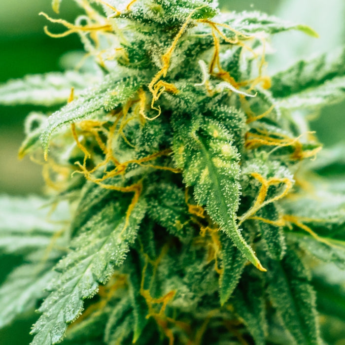 CBD or Cannabidiol - 10 Things You Should Know