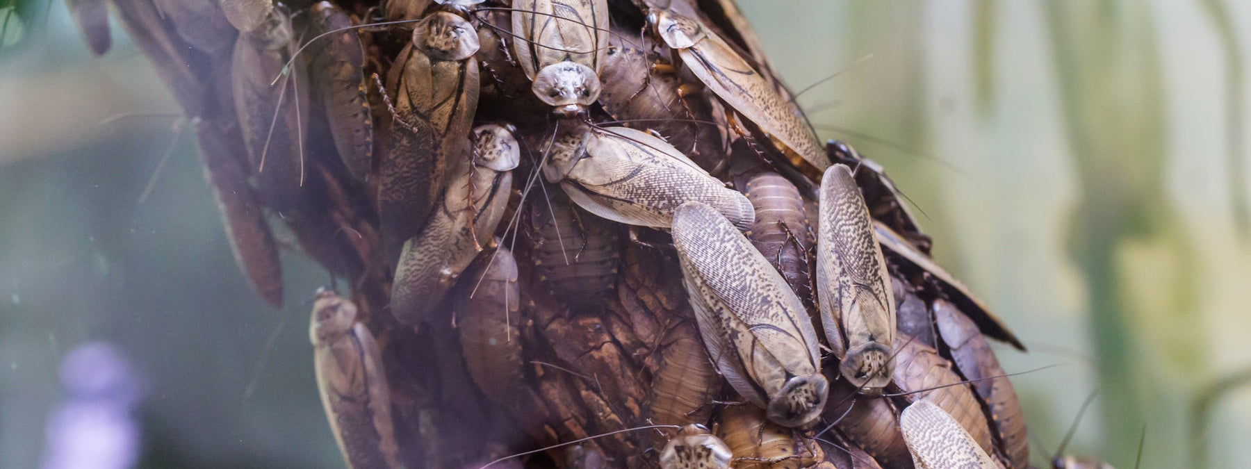 Article questioning cockroach milk as the next superfood