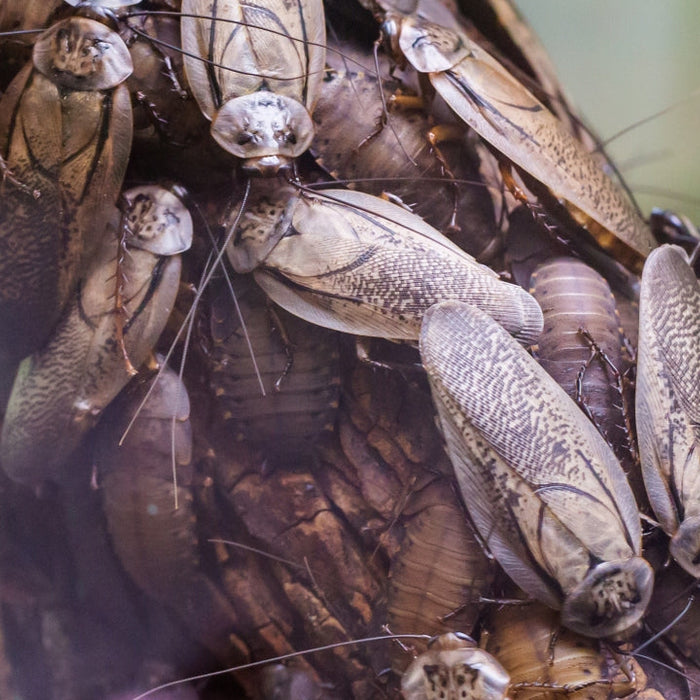 Article questioning cockroach milk as the next superfood