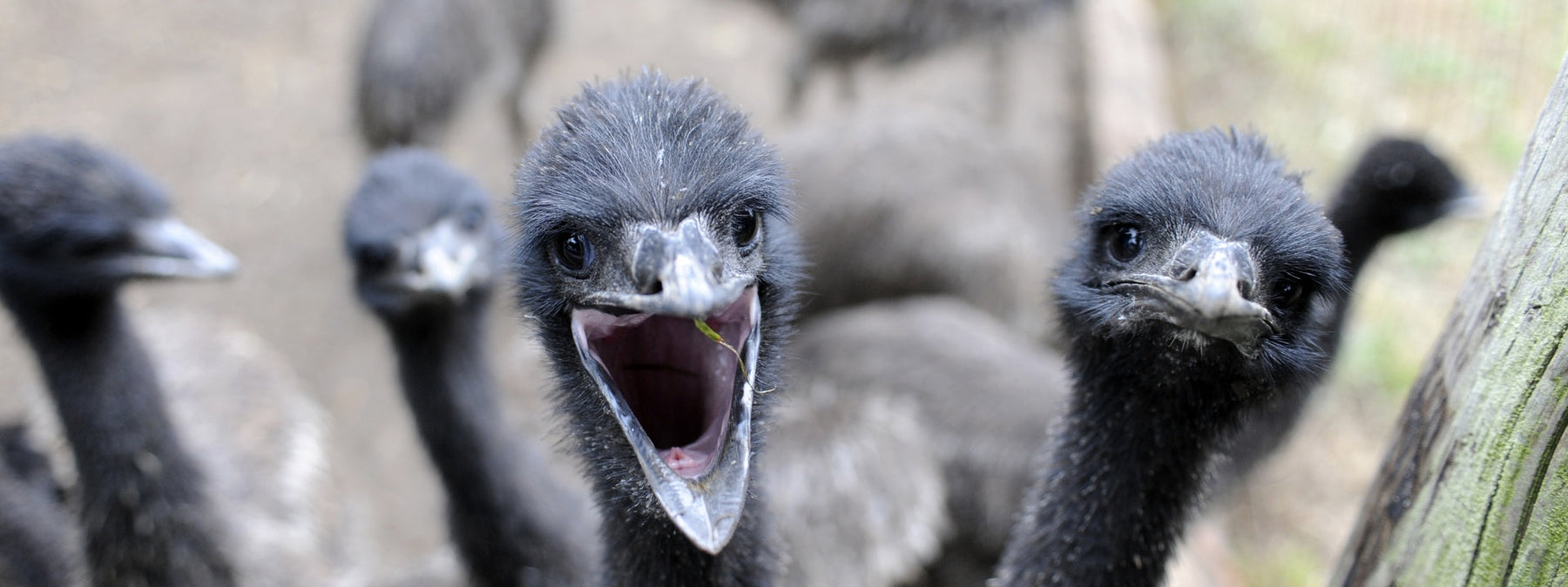 Emu oil and its history and uses