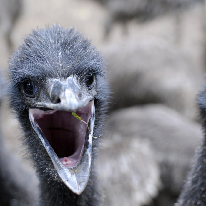 Emu Oil - History, Uses, and Benefits