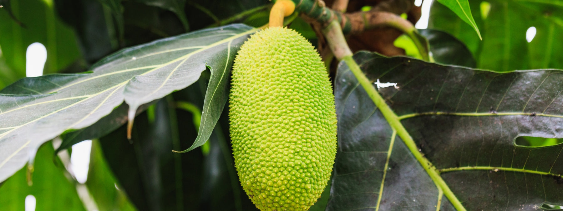 Jackfruit - The New Superfood for Health & Weight Loss?