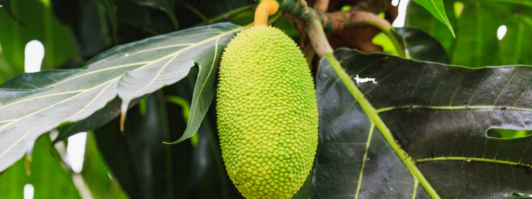 Jackfruit as a new superfood for health and weight loss