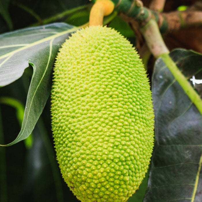 Jackfruit as a new superfood for health and weight loss