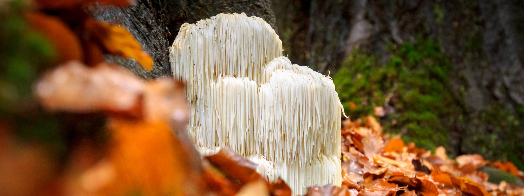 Lion's Mane: A Key to Fighting Alzheimer's and Cognitive Decline?