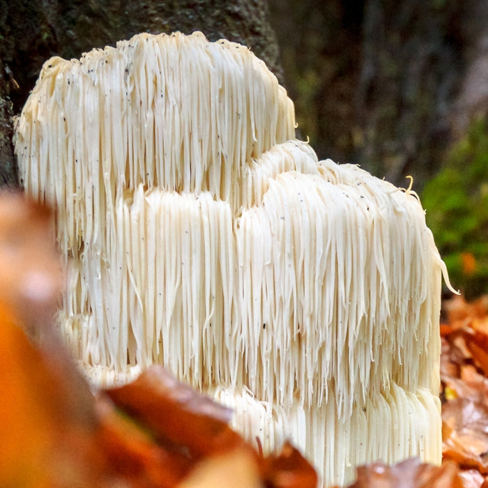 Lion's Mane: A Key to Fighting Alzheimer's and Cognitive Decline?