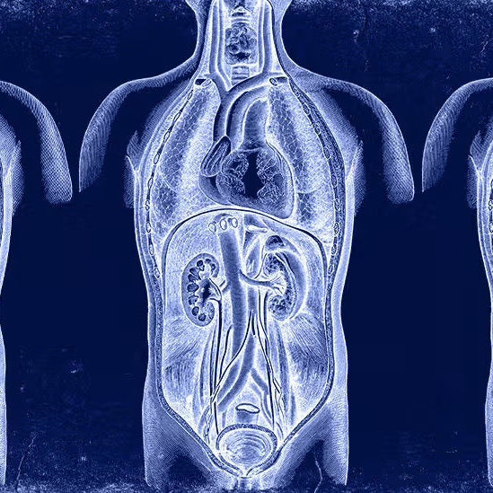 How Exercise Supports Organ Health: A Science-Backed Perspective