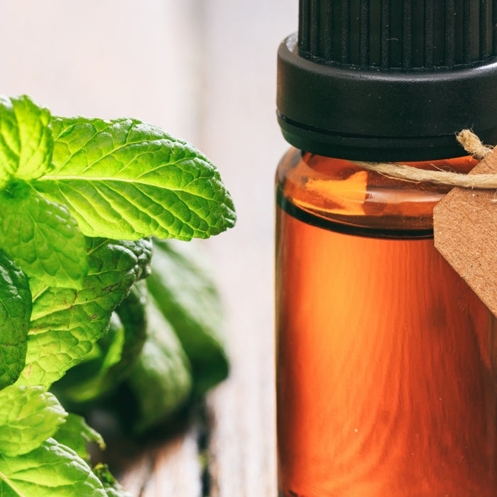 Peppermint Essential Oil - History, Uses, and Benefits