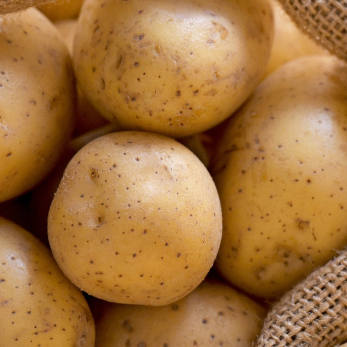 Potatoes examined for their role in weight loss