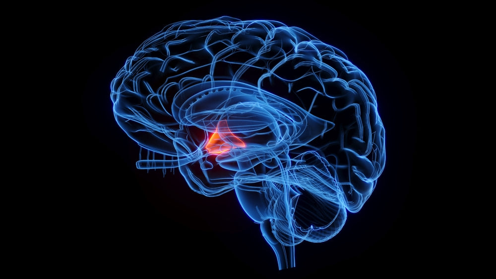 Hypothalamus Function