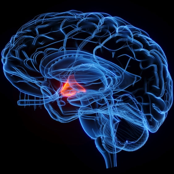 Hypothalamus Function