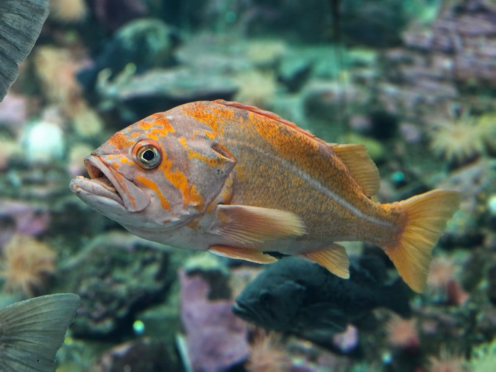 Rockfish fillet examined for its health benefits