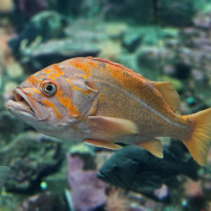Rockfish fillet examined for its health benefits
