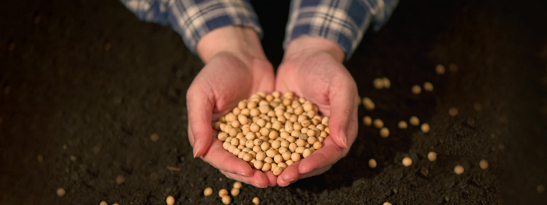 Soybeans illustrating soy's effects on the body