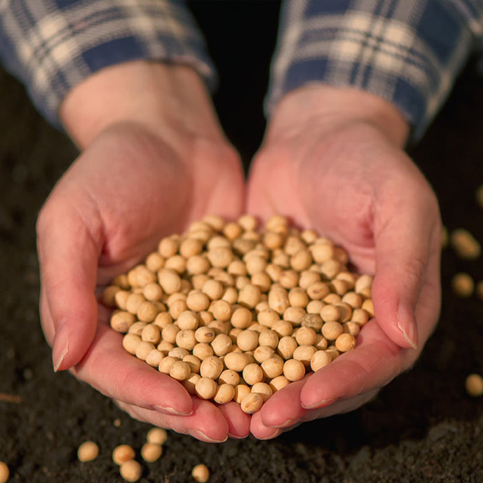 Soybeans illustrating soy's effects on the body
