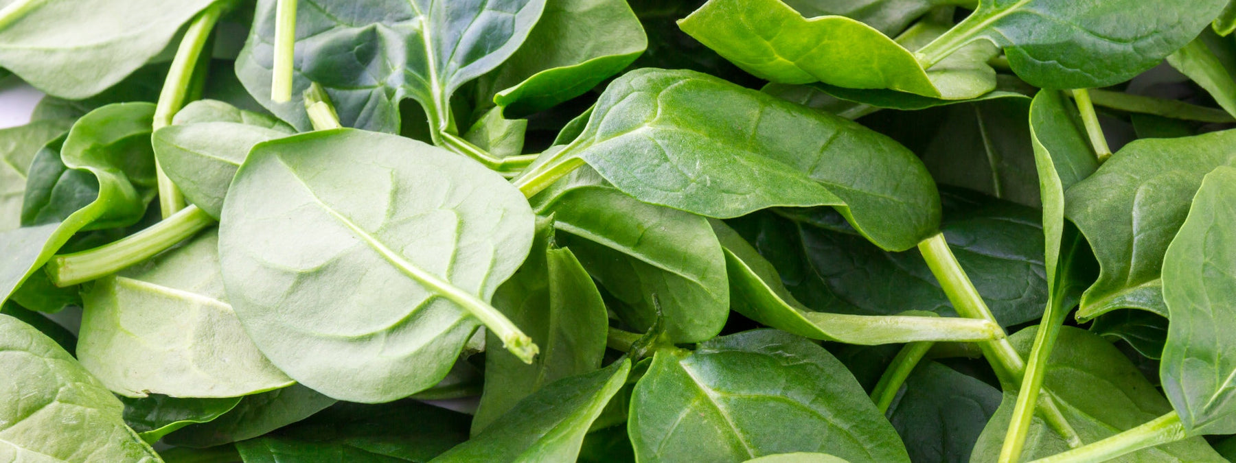 Fresh spinach as a low calorie filling food