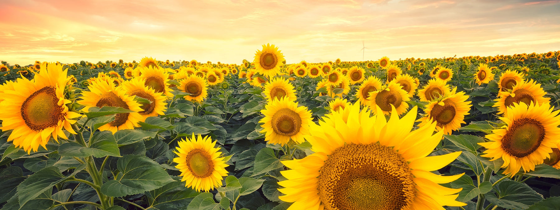 Sunflower seed butter nutritional breakdown