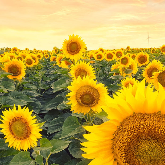 Sunflower seed butter nutritional breakdown
