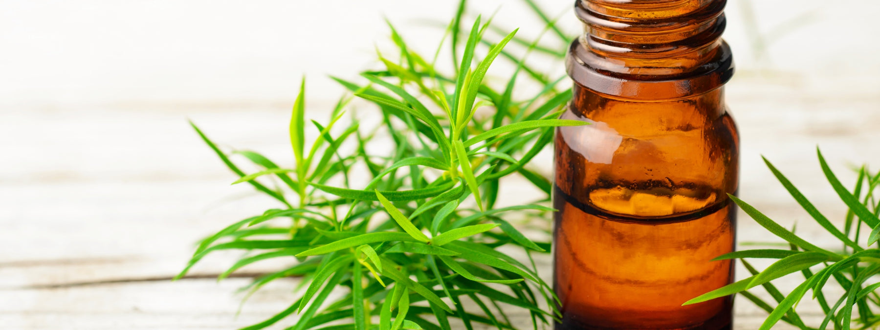 Tea Tree Oil Uses - 13 Household & Life Hacks