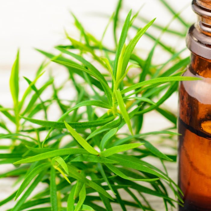 Tea Tree Oil Uses - 13 Household & Life Hacks