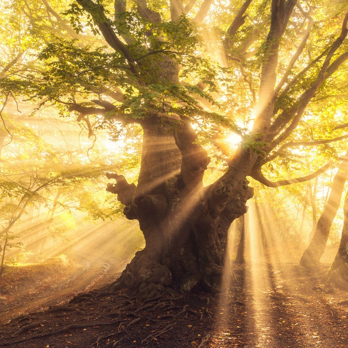 Vitamin D Deficiency: Symptoms and Treatment