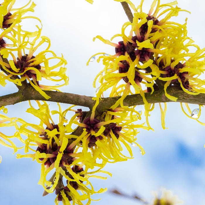 14 Witch Hazel Uses and Benefits