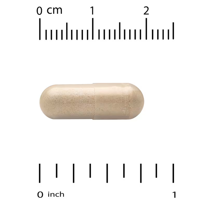 NOW Foods Milk Thistle Extract 300 mg veg capsule size